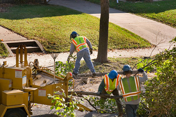 Lawn Pest Prevention in Foothill Farms, CA